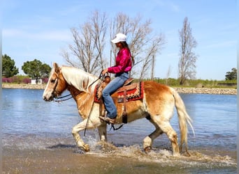 Haflinger, Caballo castrado, 14 años, 150 cm, Alazán rojizo