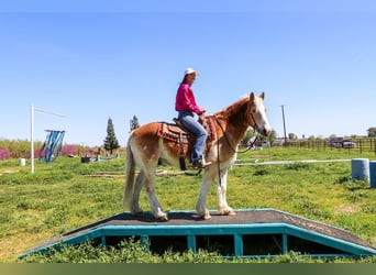 Haflinger, Caballo castrado, 14 años, 150 cm, Alazán rojizo