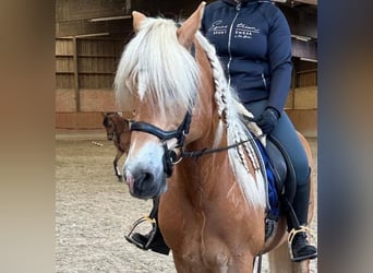 Haflinger, Caballo castrado, 14 años, 150 cm