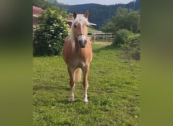 Haflinger, Caballo castrado, 14 años, 150 cm