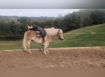 Haflinger, Caballo castrado, 14 años, 152 cm, Alazán