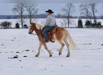 Haflinger, Caballo castrado, 14 años, 152 cm, Alazán rojizo