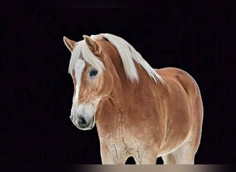 Haflinger, Caballo castrado, 14 años, 152 cm, Alazán rojizo