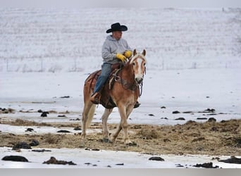 Haflinger, Caballo castrado, 14 años, 152 cm, Alazán rojizo
