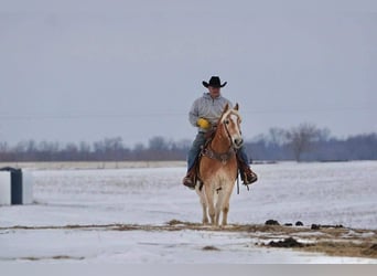 Haflinger, Caballo castrado, 14 años, 152 cm, Alazán rojizo