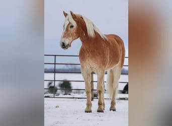 Haflinger, Caballo castrado, 14 años, 152 cm, Alazán rojizo