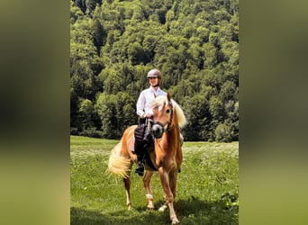 Haflinger, Caballo castrado, 14 años, 153 cm