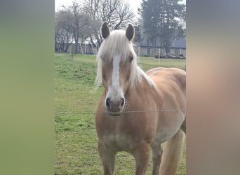 Haflinger, Caballo castrado, 14 años, 154 cm