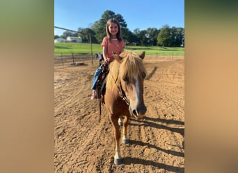 Haflinger, Caballo castrado, 14 años, Alazán rojizo