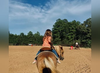 Haflinger, Caballo castrado, 14 años, Alazán rojizo