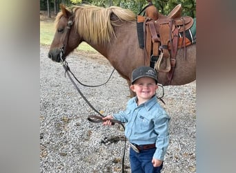 Haflinger, Caballo castrado, 14 años, Alazán rojizo