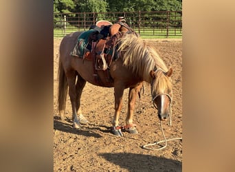 Haflinger, Caballo castrado, 14 años, Alazán rojizo