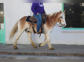 Haflinger, Caballo castrado, 14 años, Alazán rojizo