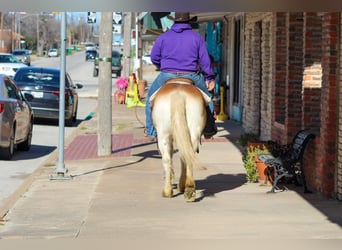 Haflinger, Caballo castrado, 14 años, Alazán rojizo