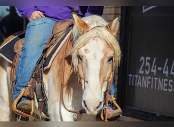 Haflinger, Caballo castrado, 14 años, Alazán rojizo