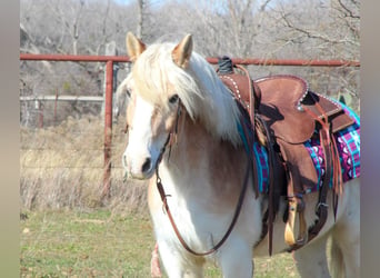 Haflinger, Caballo castrado, 14 años, Alazán rojizo