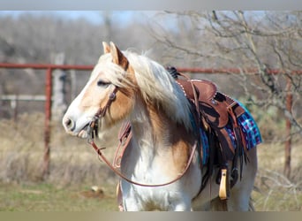 Haflinger, Caballo castrado, 14 años, Alazán rojizo