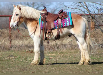 Haflinger, Caballo castrado, 14 años, Alazán rojizo