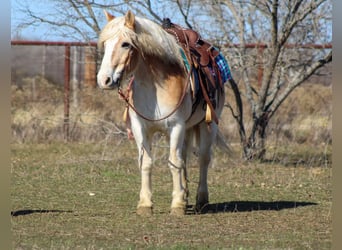 Haflinger, Caballo castrado, 14 años, Alazán rojizo