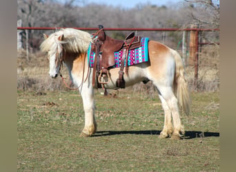 Haflinger, Caballo castrado, 14 años, Alazán rojizo