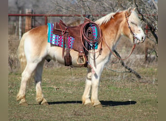 Haflinger, Caballo castrado, 14 años, Alazán rojizo