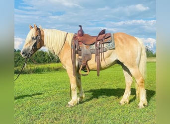 Haflinger, Caballo castrado, 14 años, Alazán rojizo