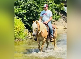 Haflinger, Caballo castrado, 14 años, Alazán rojizo