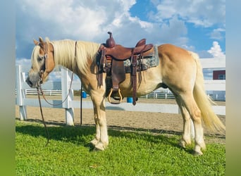 Haflinger, Caballo castrado, 14 años, Alazán rojizo