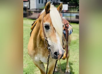 Haflinger, Caballo castrado, 14 años, Alazán rojizo