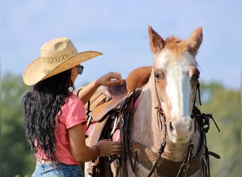 Haflinger, Caballo castrado, 14 años, Ruano alazán