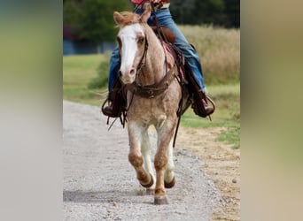 Haflinger, Caballo castrado, 14 años, Ruano alazán