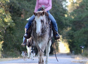 Haflinger, Caballo castrado, 14 años, Ruano alazán