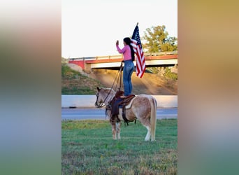 Haflinger, Caballo castrado, 14 años, Ruano alazán