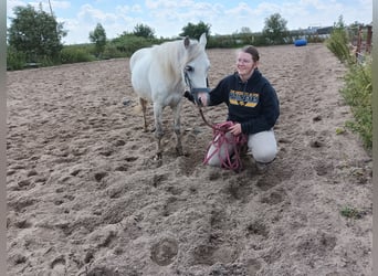 Haflinger, Caballo castrado, 15 años, 115 cm, Tordo