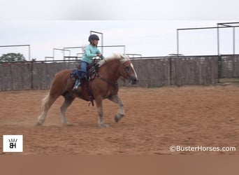 Haflinger, Caballo castrado, 15 años, 137 cm, Alazán rojizo