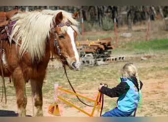 Haflinger, Caballo castrado, 15 años, 140 cm, Alazán rojizo