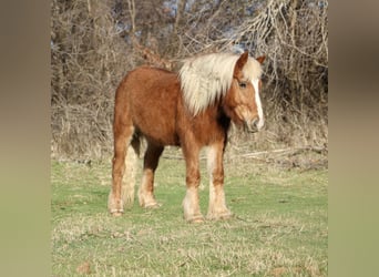 Haflinger, Caballo castrado, 15 años, 140 cm, Alazán rojizo