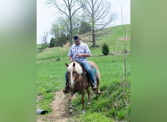 Haflinger, Caballo castrado, 15 años, 142 cm, Alazán rojizo