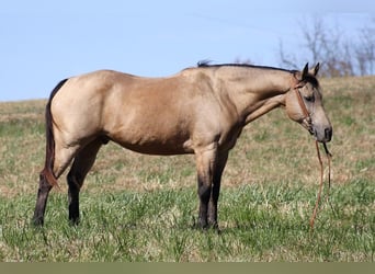 Haflinger, Caballo castrado, 15 años, 150 cm, Buckskin/Bayo