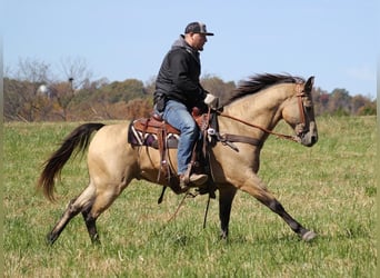 Haflinger, Caballo castrado, 15 años, 150 cm, Buckskin/Bayo