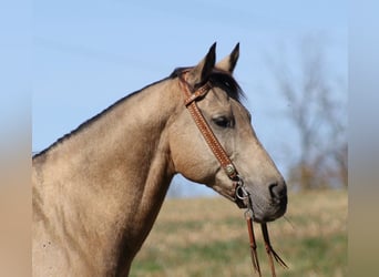 Haflinger, Caballo castrado, 15 años, 150 cm, Buckskin/Bayo