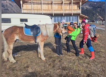 Haflinger, Caballo castrado, 15 años, 150 cm