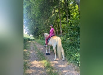 Haflinger, Caballo castrado, 15 años, 155 cm, Alazán