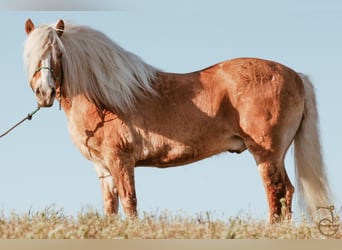 Haflinger, Caballo castrado, 16 años, 137 cm, Palomino