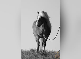 Haflinger, Caballo castrado, 16 años, 137 cm, Palomino