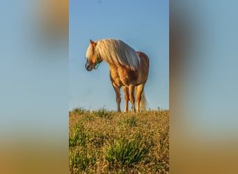 Haflinger, Caballo castrado, 16 años, 137 cm, Palomino