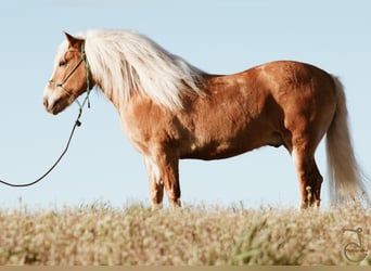 Haflinger, Caballo castrado, 16 años, 137 cm, Palomino