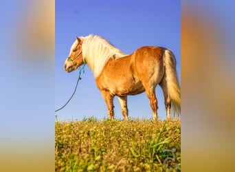 Haflinger, Caballo castrado, 16 años, 137 cm, Palomino