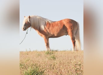 Haflinger, Caballo castrado, 16 años, 137 cm, Palomino