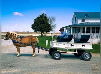 Haflinger, Caballo castrado, 16 años, 137 cm, Palomino